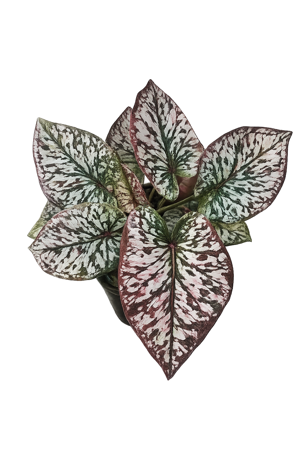 Caladium 022