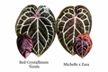 Anthurium Red Crystallinum Tezula x Michelle x Zara (2 seeds)