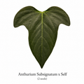 Anthurium Subsignatum x Self (2 seeds)