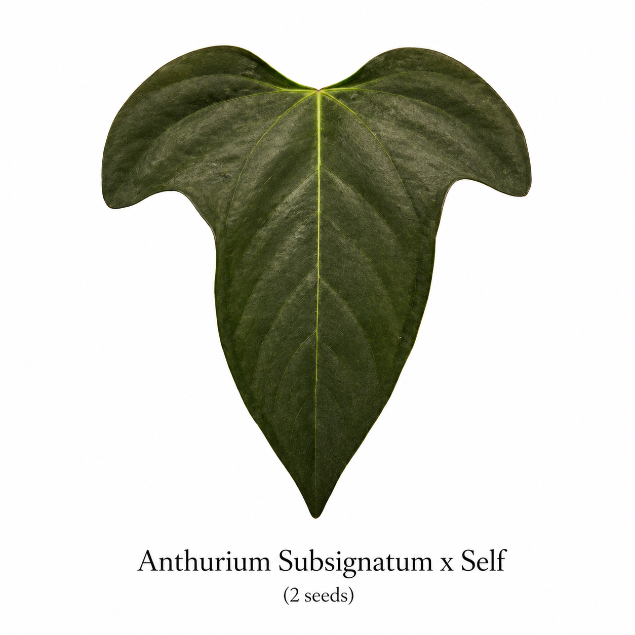 Anthurium Subsignatum x Self (2 seeds)