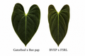 Anthurium Gatorbod x Reed Pap x BVEP x FSRL (2 seeds)