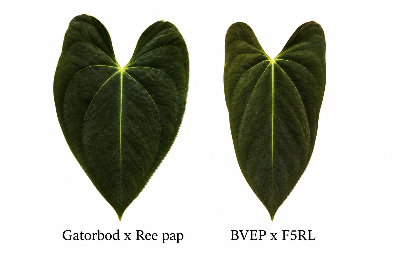 Anthurium Gatorbod x Reed Pap x BVEP x FSRL (2 seeds)