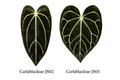 Anthurium Carlablackiae JS02 x Carlablackiae JS01 (2 seeds)