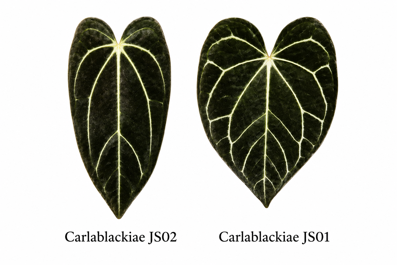 Anthurium Carlablackiae JS02 x Carlablackiae JS01 (2 seeds)