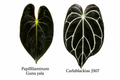 Anthurium Papi Guna Yala x Carlablackiae JS07 (2 seeds)