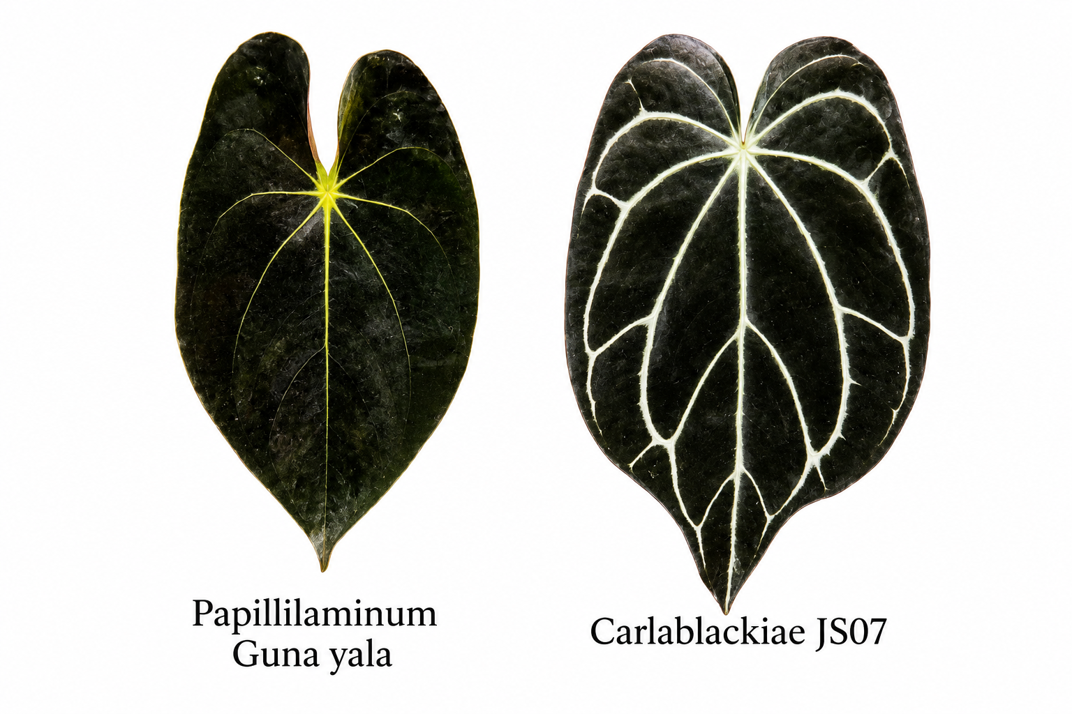 Anthurium Papi Guna Yala x Carlablackiae JS07 (2 seeds)