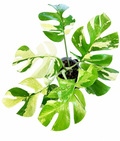 Raphidophora Tetrasperma Albo