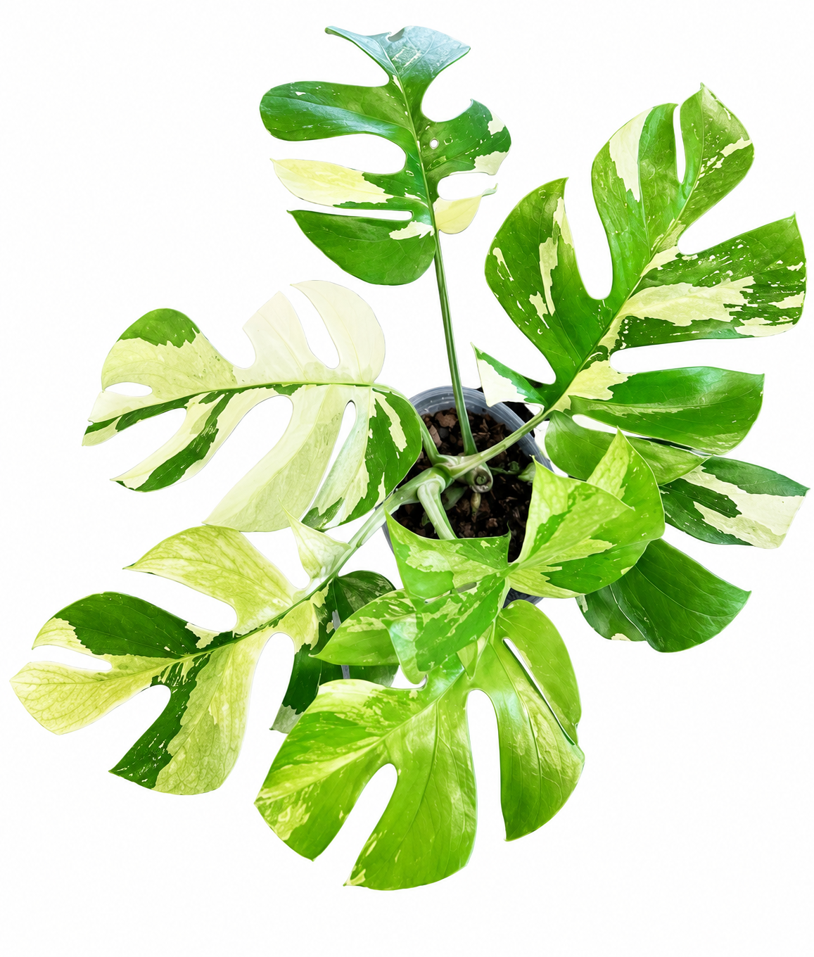 Raphidophora Tetrasperma Albo