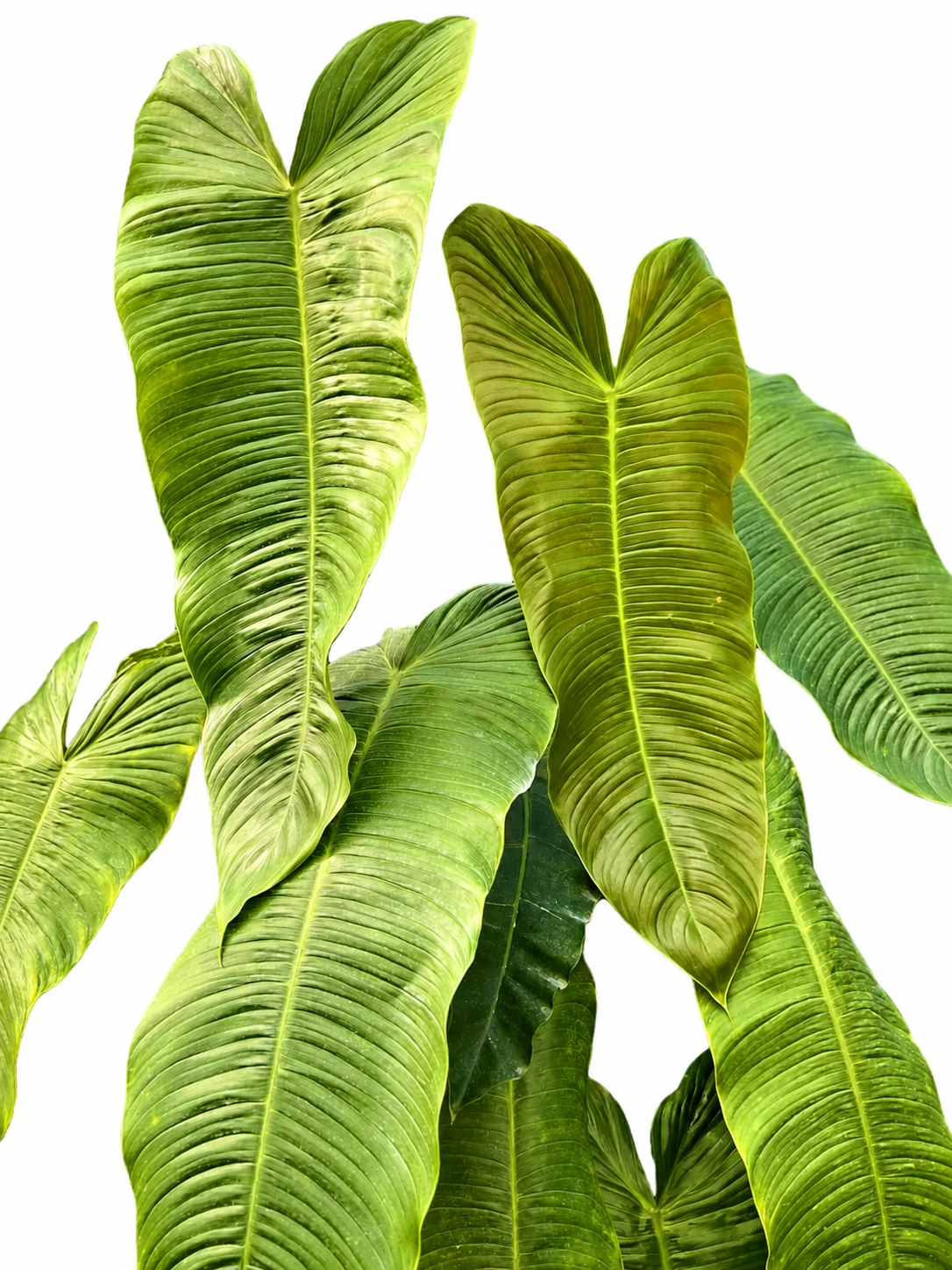 Philodendron Sharoniae TC (5 plants)