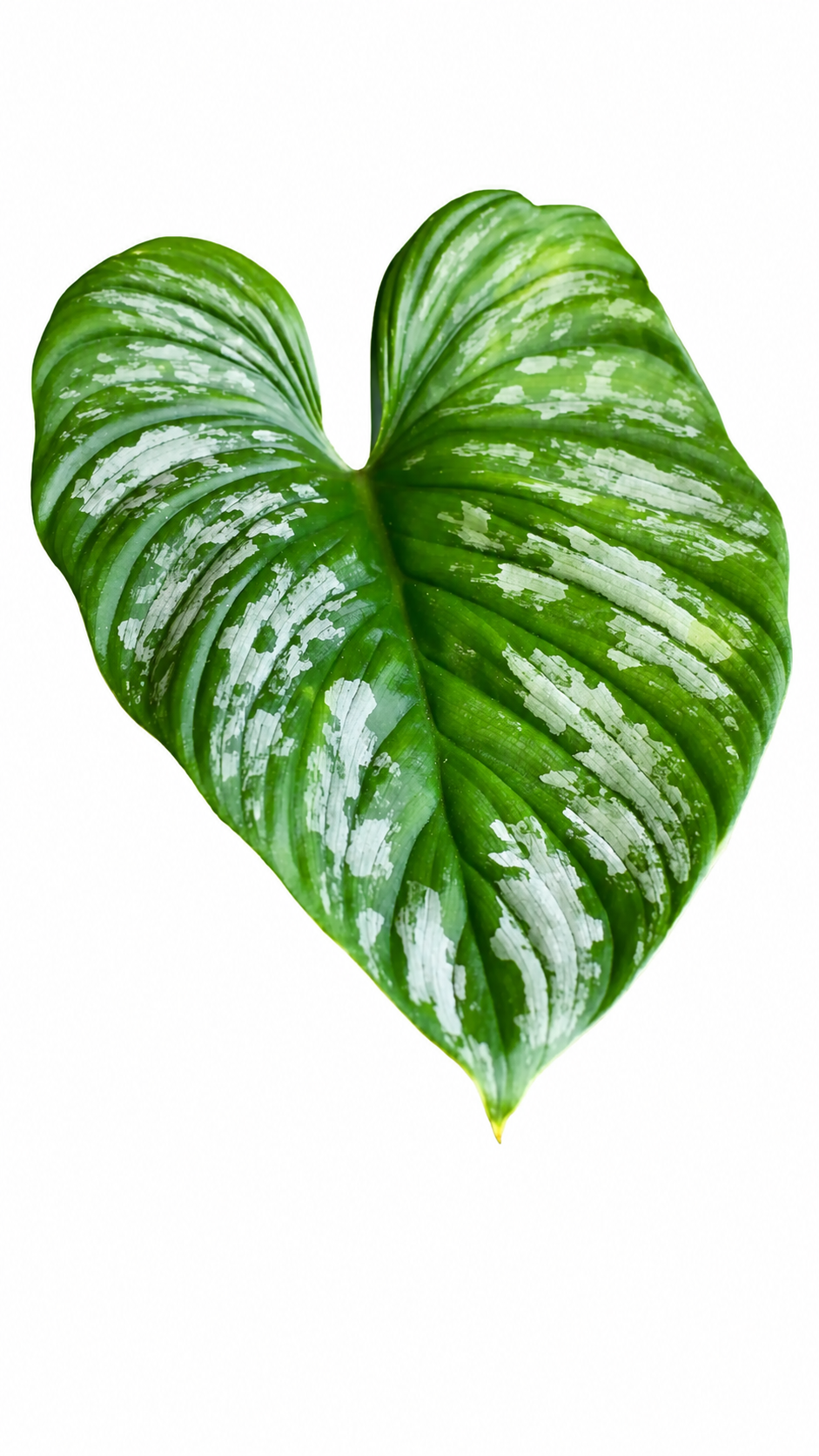 Philodendron Mamei TC (5 plants)