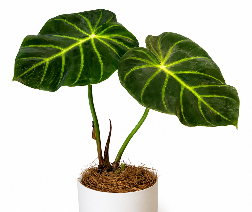 Philodendron Luxurians Choco TC (5 plants)