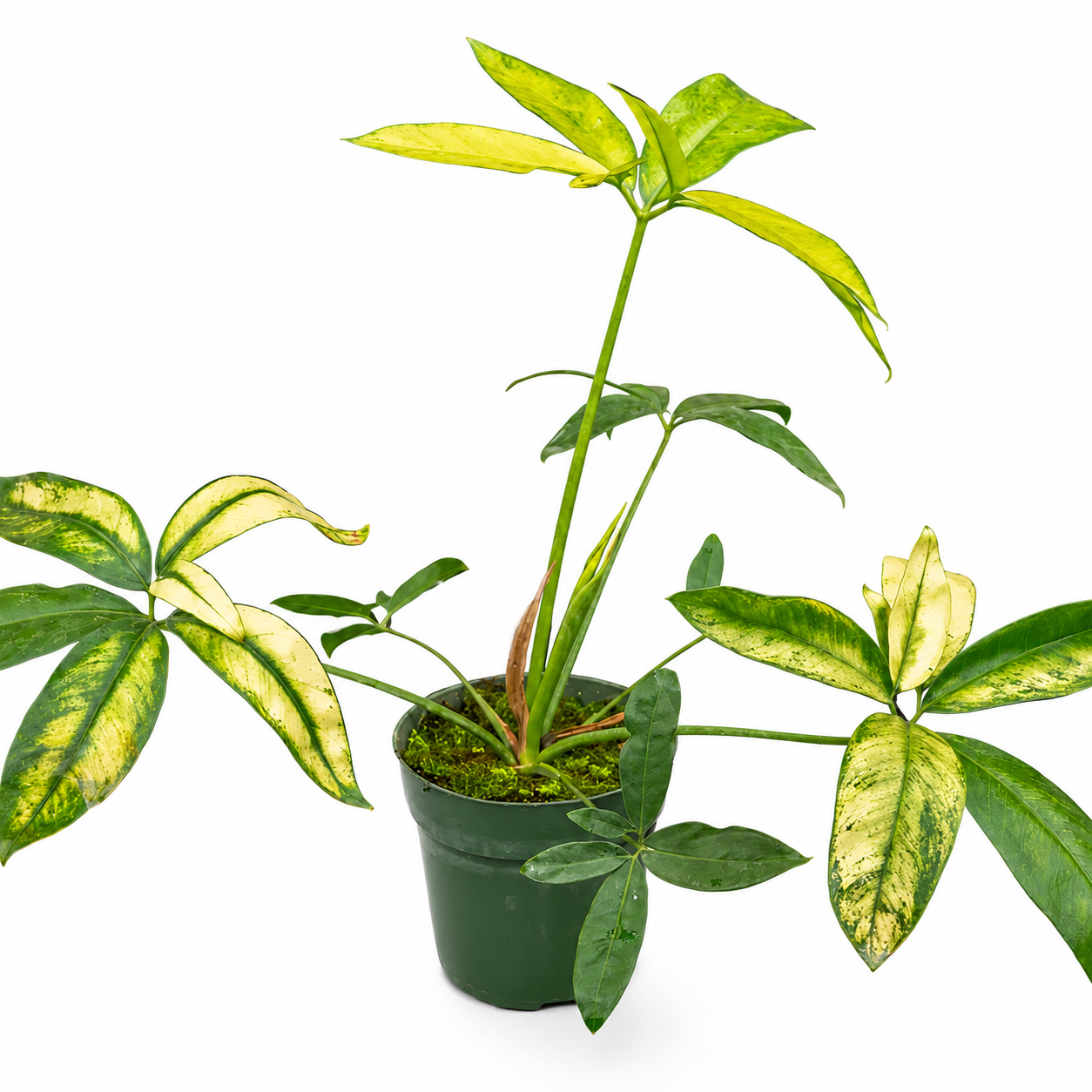 Philodendron Goeldii Mint TC