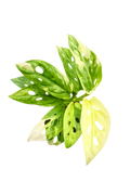 Monstera Adansonii Albo
