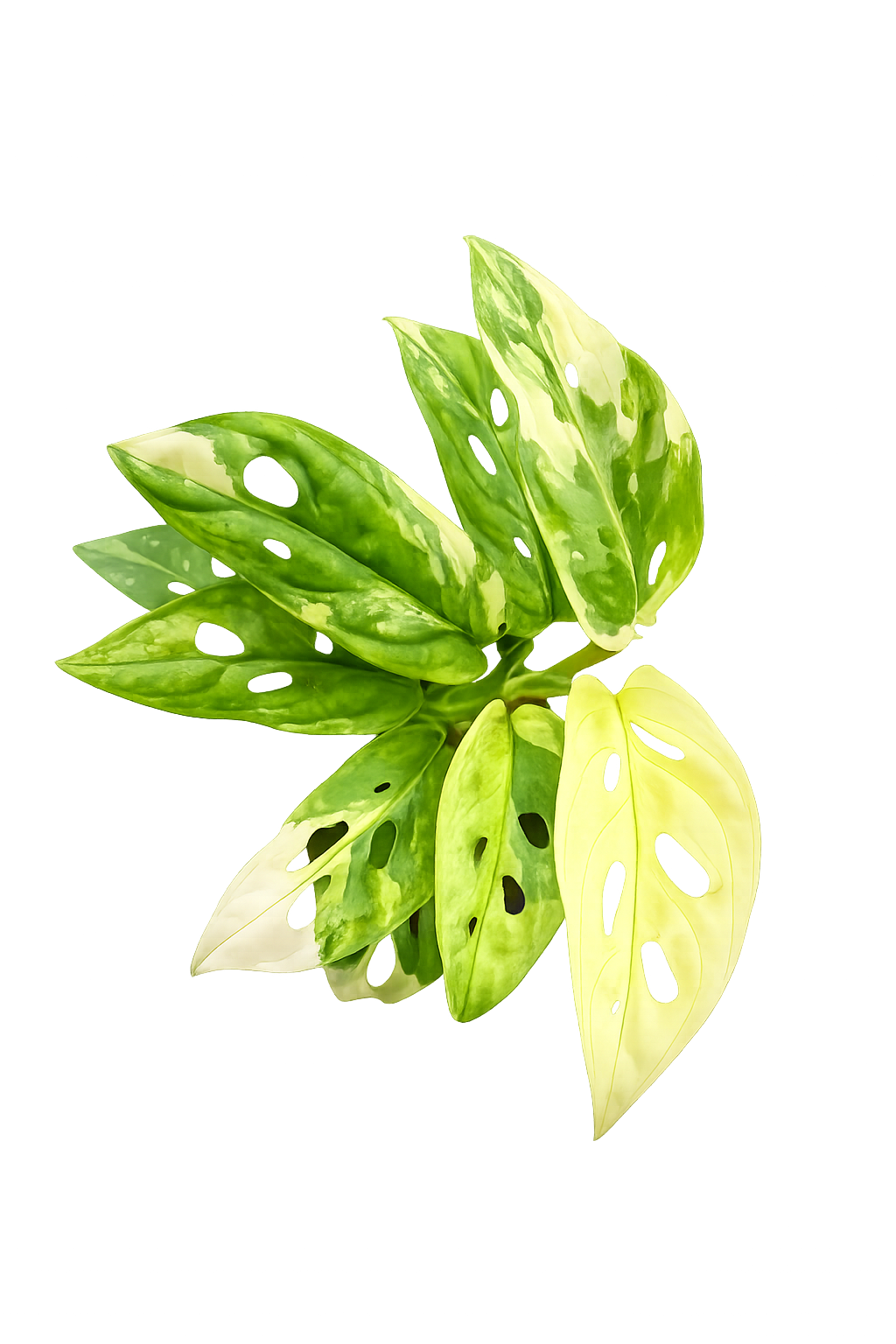 Monstera Adansonii Albo