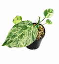 Monstera Bulbasaur