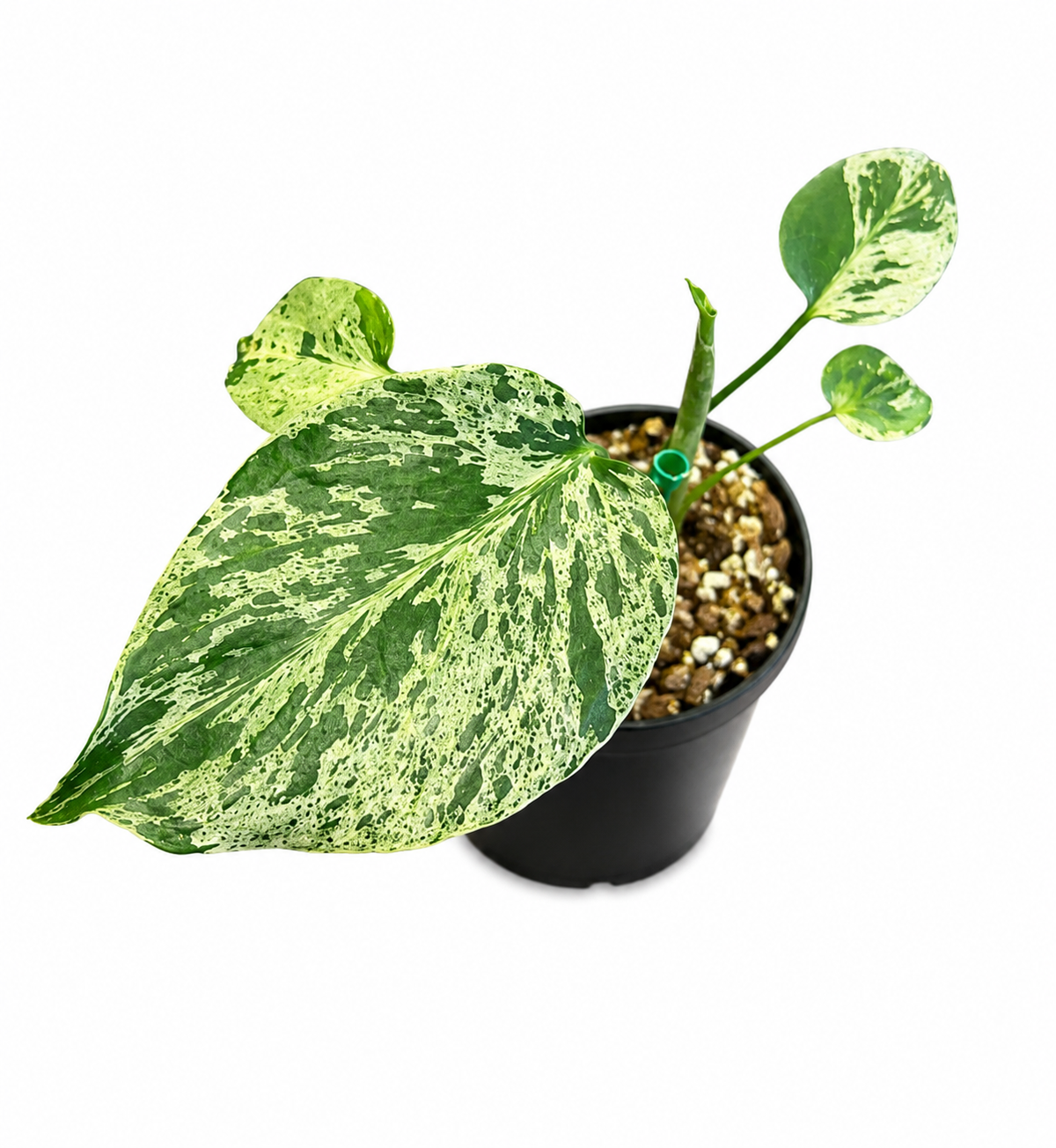 Monstera Bulbasaur