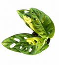 Monstera Adansonii Aurea