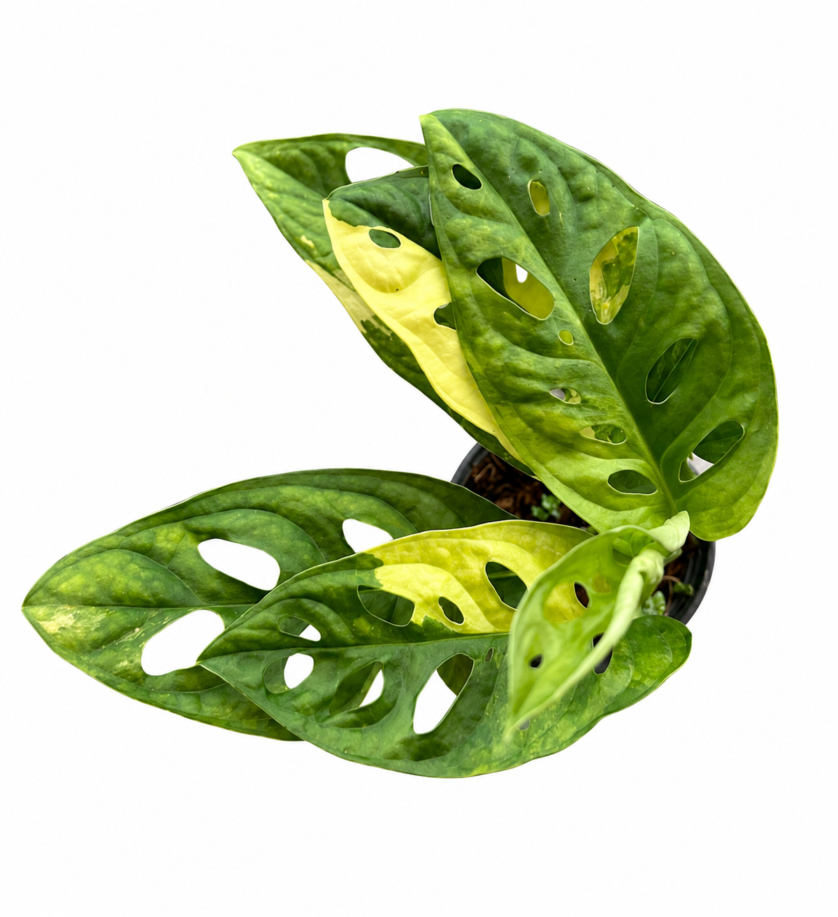 Monstera Adansonii Aurea