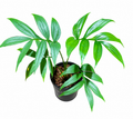 Monstera Subpinnata