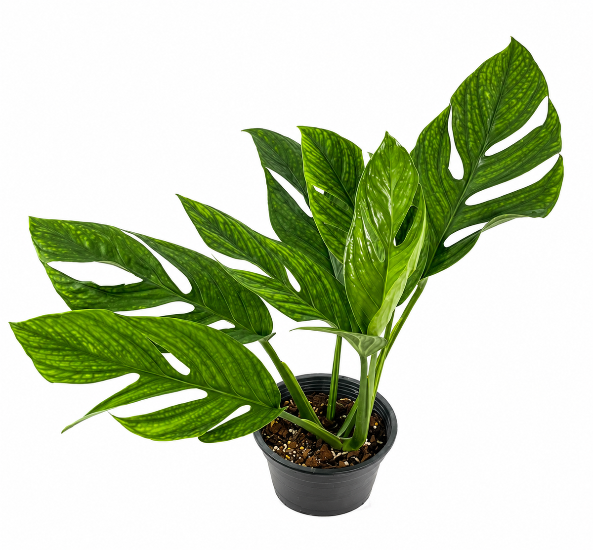 Monstera Pinnatipartita