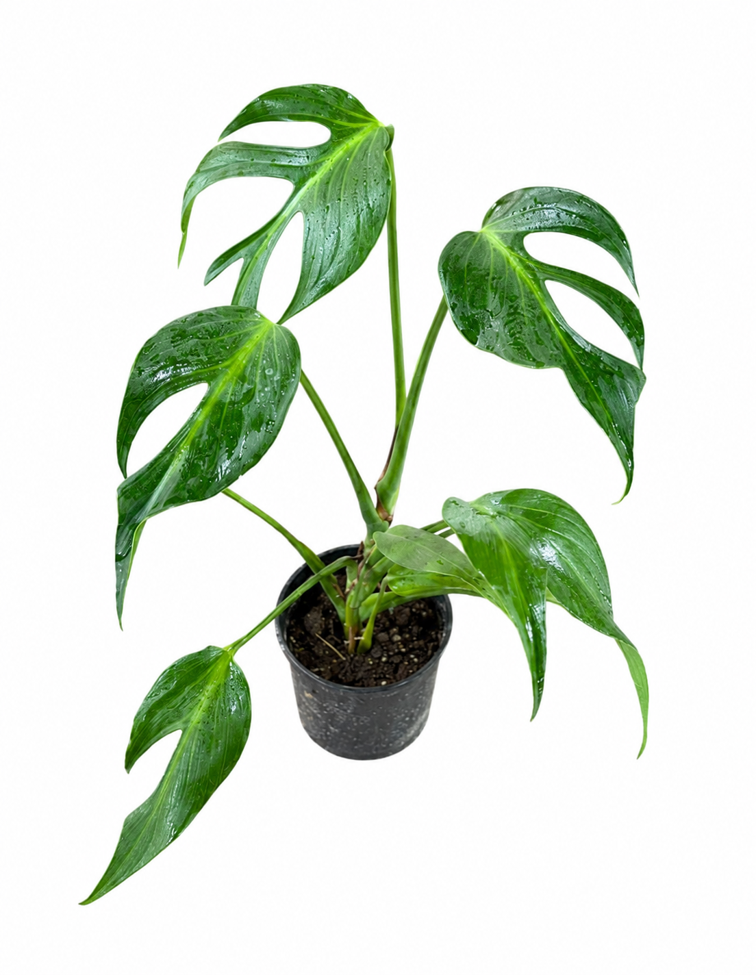 Monstera Burle Marx Flame