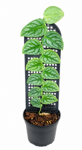 Monstera Dubia