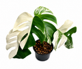 Monstera Albo