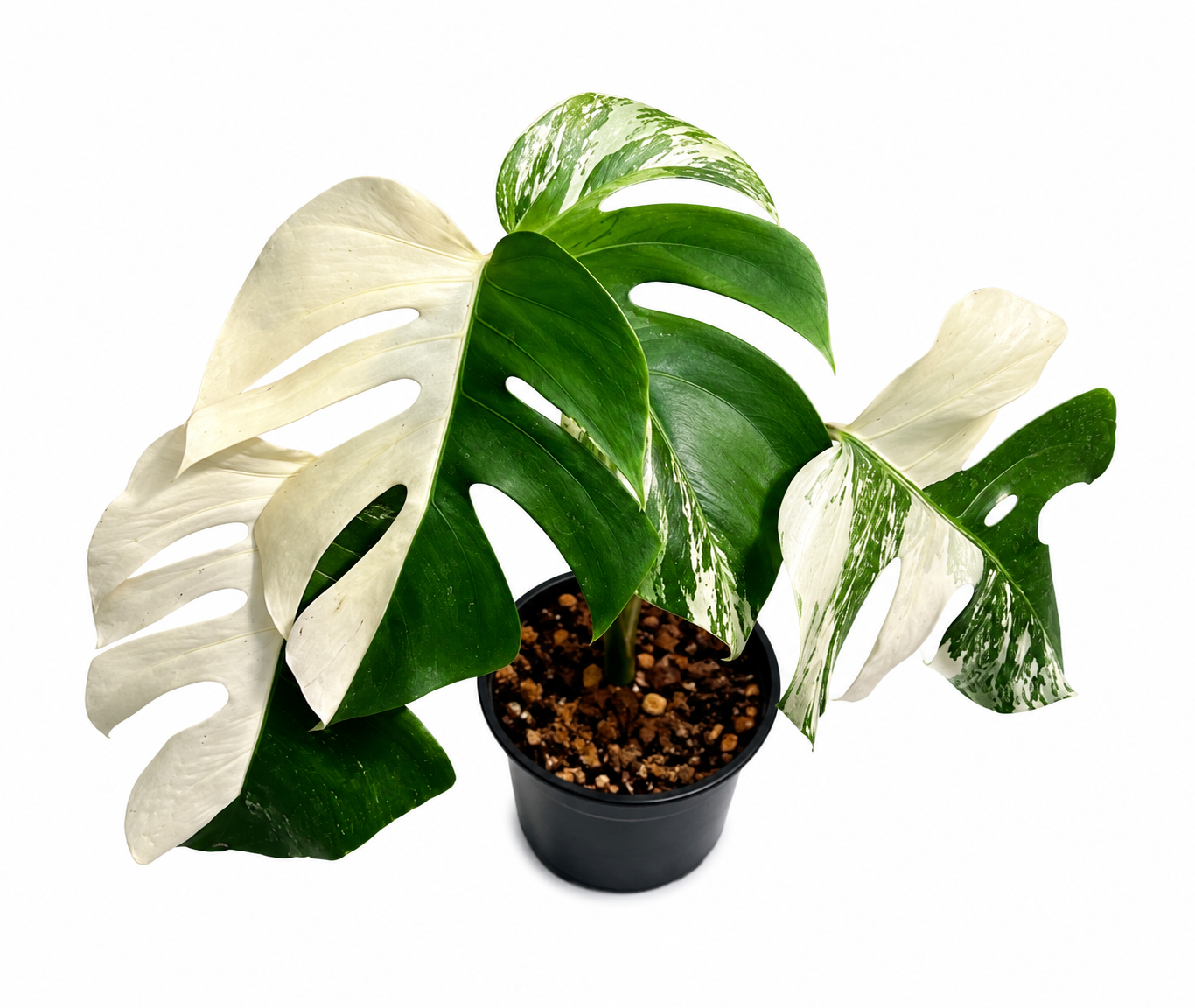 Monstera Albo