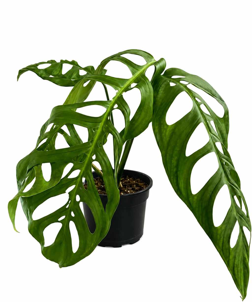 Monstera Esqueleto