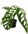 Monstera Esqueleto