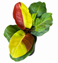 Philodendron Yellow Flame