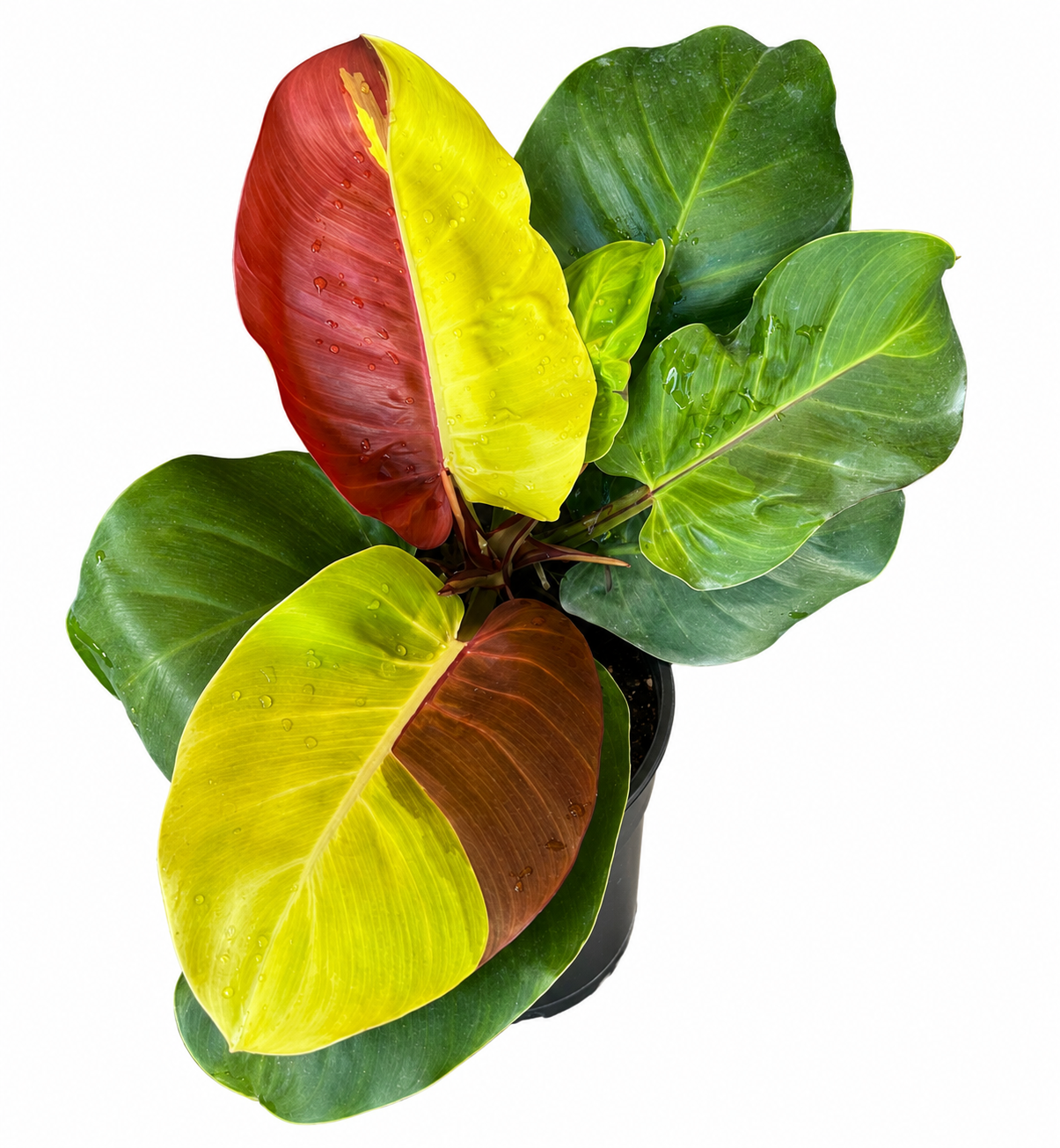 Philodendron Yellow Flame