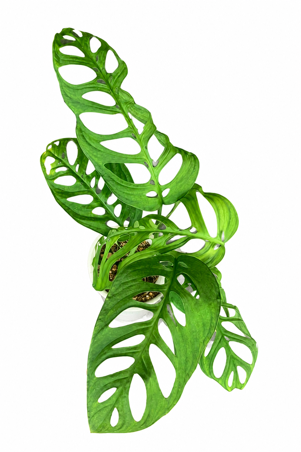 Monstera Esqueleto