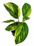 Monstera Peru Variegated
