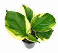 Epipremnum Manjula Poonsin