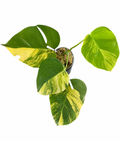 Monstera Aurea