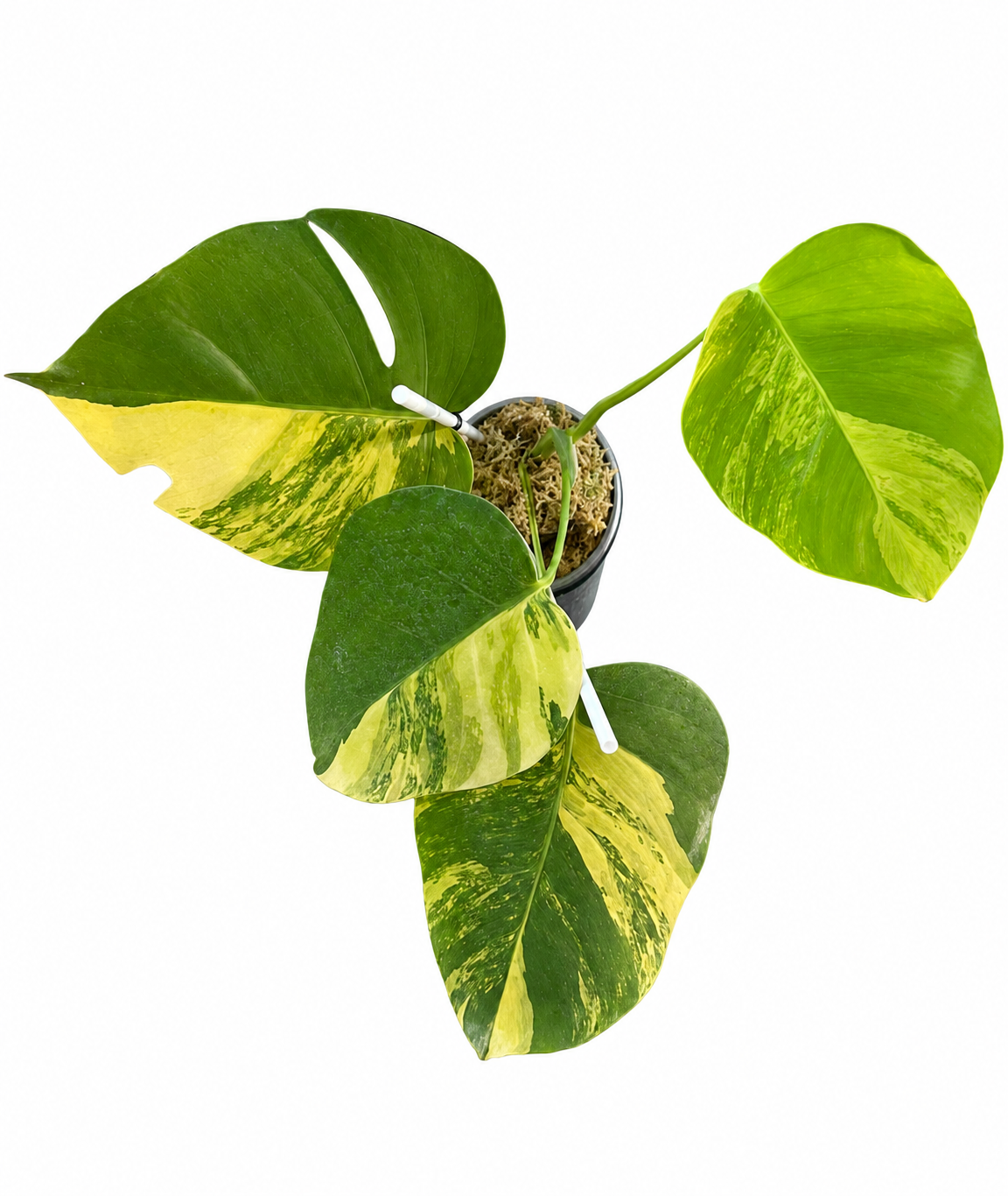 Monstera Aurea
