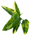 Philodendron Domesticum Variegated