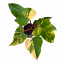 Philodendron Strawberry Shake