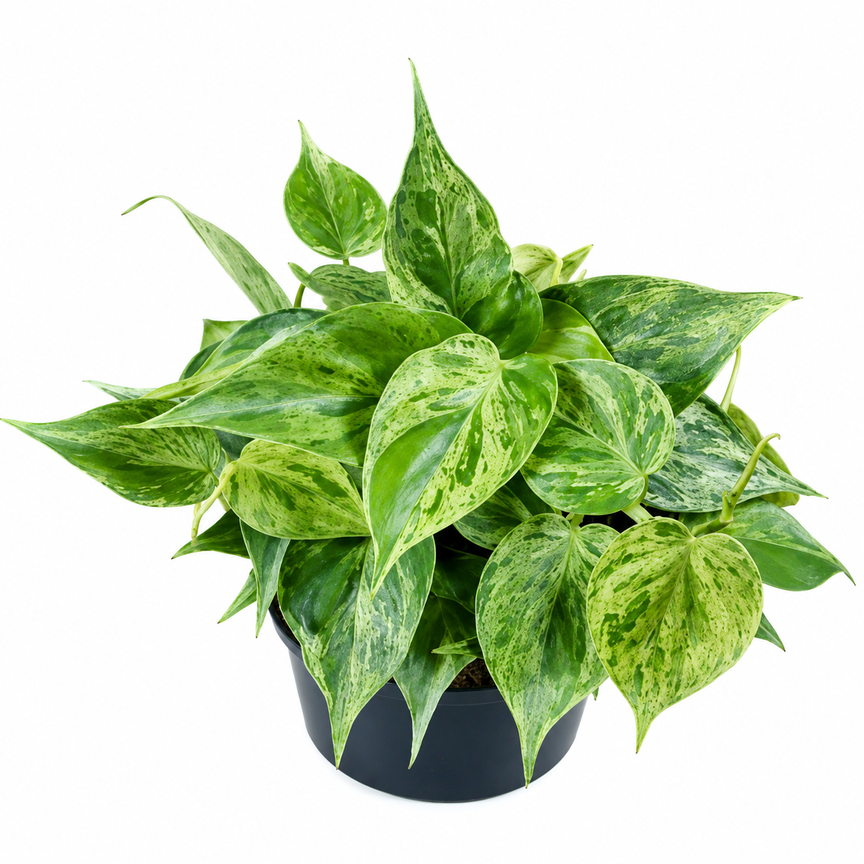 Philodendron Hederaceum Variegated