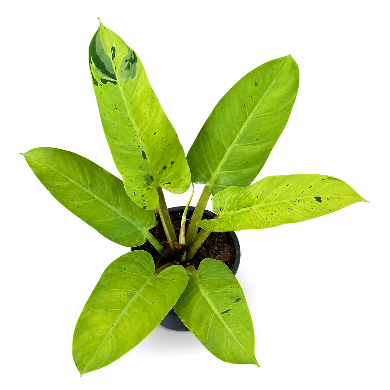 Philodendron Melinonii Hybrid Marble Variegated