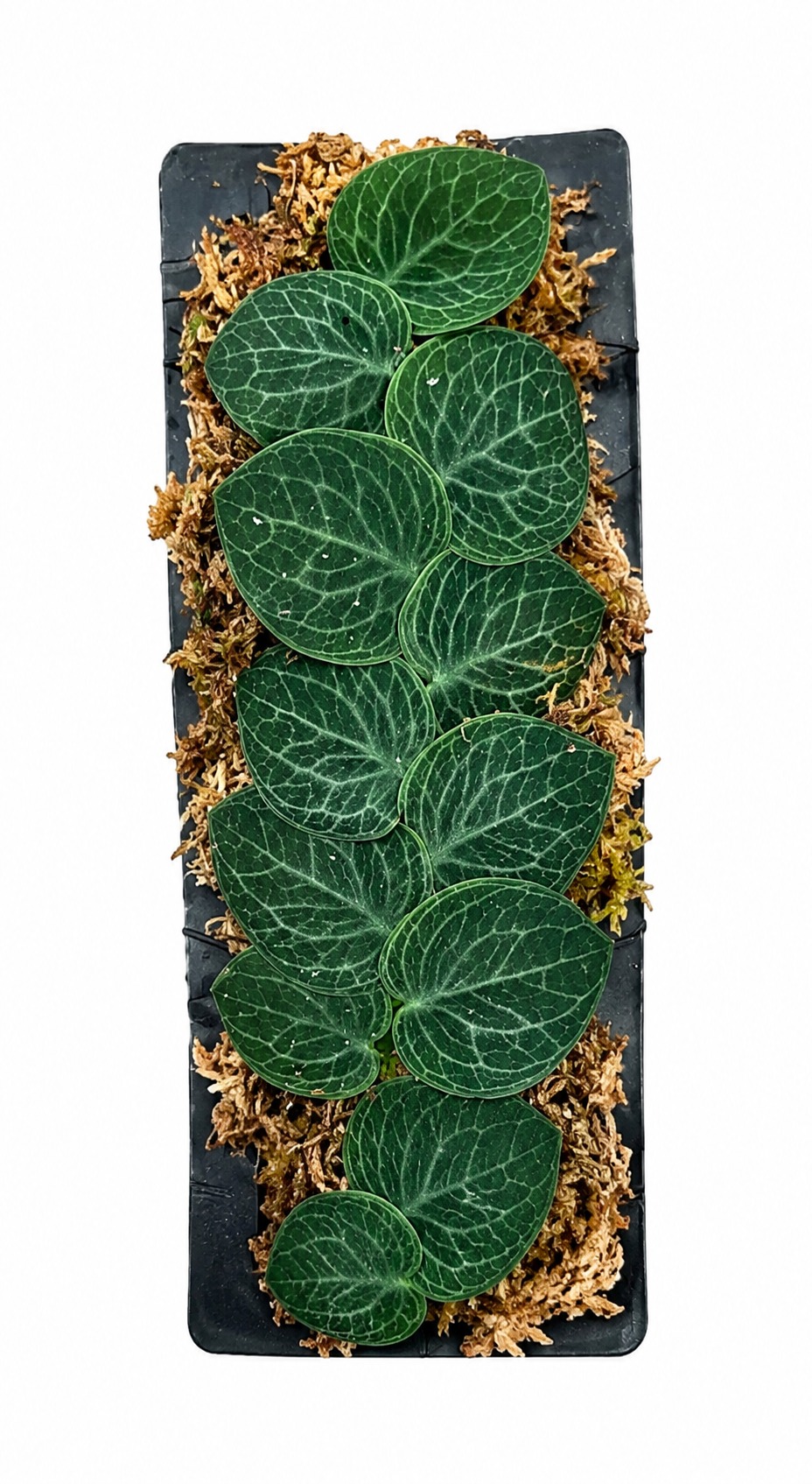 Raphidophora Cryptantha