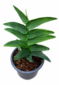 Raphidophora Tenue