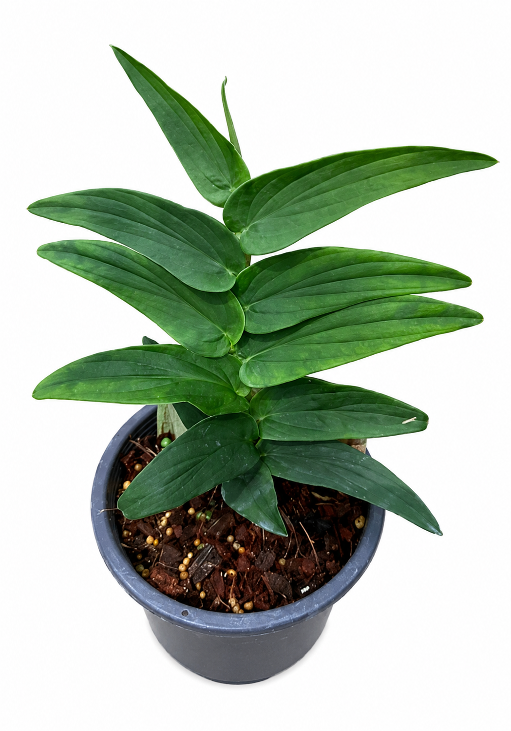 Raphidophora Tenue