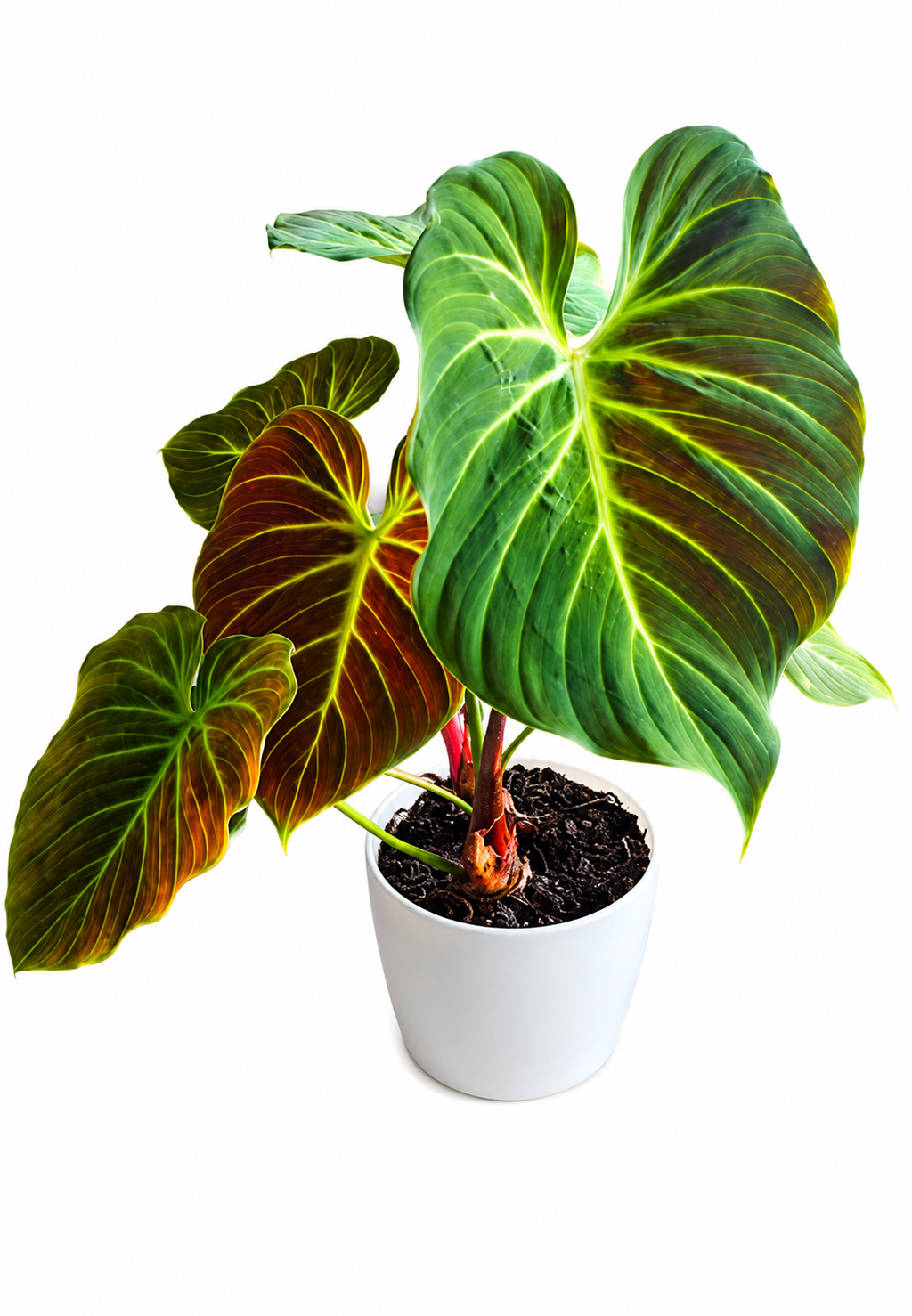 Philodendron El Choco Red TC (5 plants)