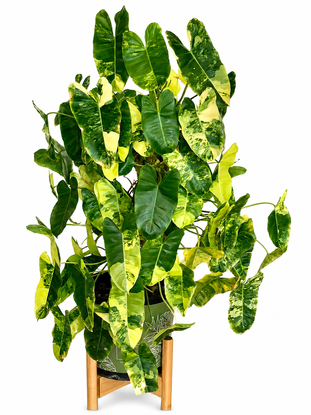 Philodendron Burle Marx Variegated TC