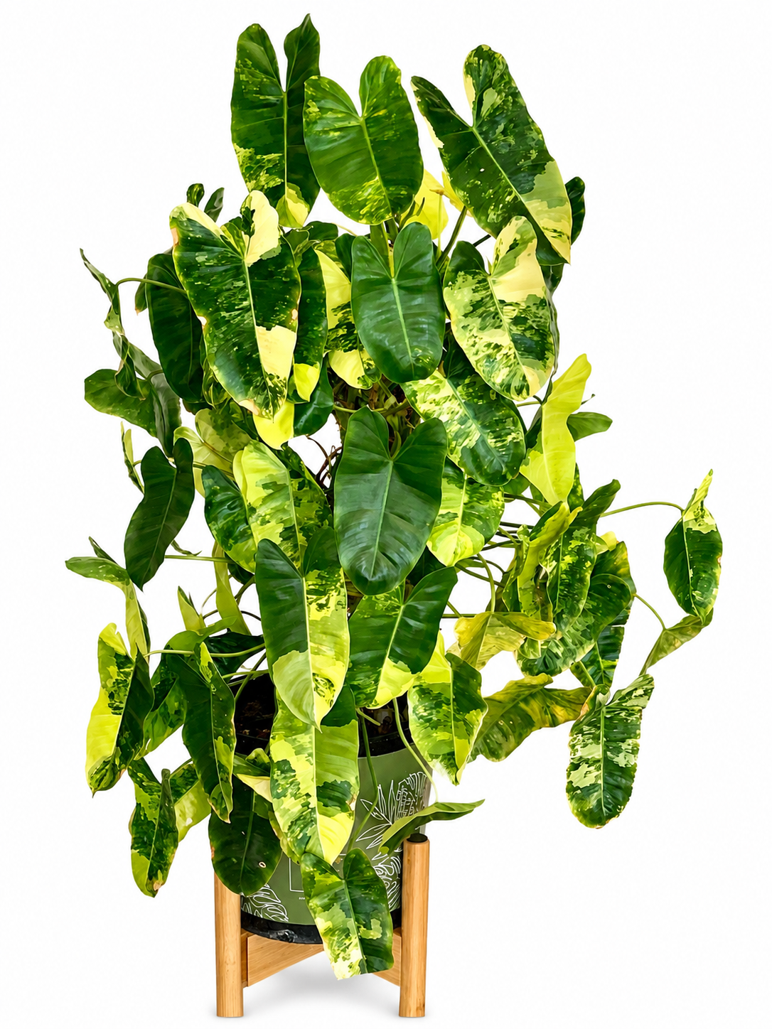 Philodendron Burle Marx Variegated TC