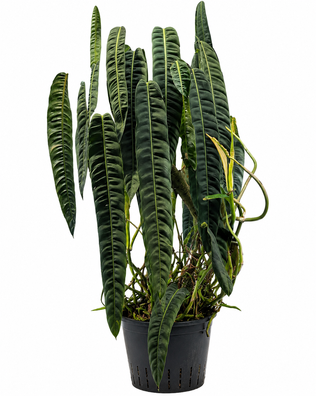 Philodendron Patriciae TC