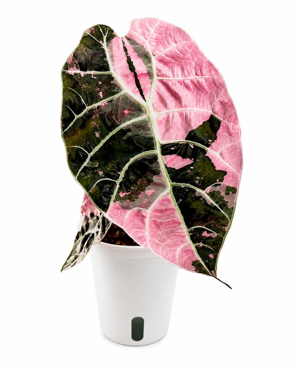 Alocasia Watsoniana Pink Variegated TC