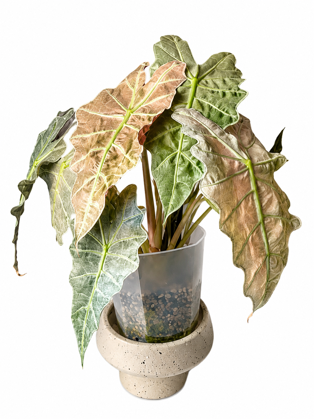 Alocasia Polly Pink Mint TC